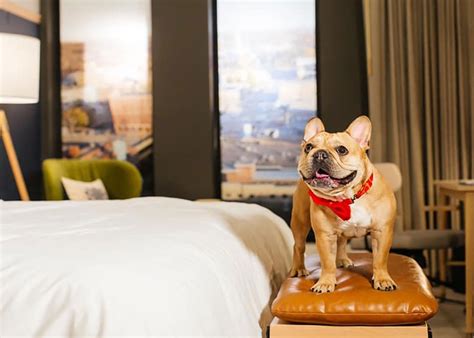 brookings oregon hotels pet friendly|Top Pet Friendly Hotels in Brookings, OR